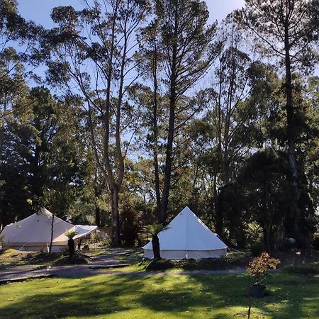 Glamping At Zeehan Bush Camp Buitenkant foto